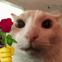 Kucing putih memegang mawar